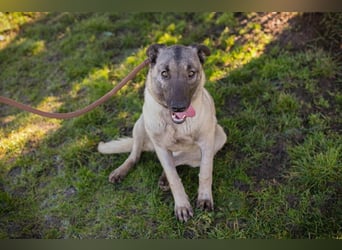 AMELIE - ich freue mich auf ein tolles Leben in meinem Für-Immer Zuhause