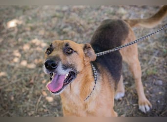 KÄSTNER - wer zeigt dem tollen Kerl wie schön ein Hundeleben sein kann?