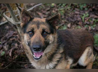 Chip-Nr. 263916 - der menschenbezogene und aktive Rüde sucht eine hundeerfahrene Familie!