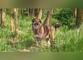 JUNI - lieber und vorsichtiger Herdenschutzhund-Schäferhund Mix - sanfter Riese sucht Zuhause