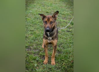 BUDDY -  lernen, spielen, knuddeln, wer schenkt mir ein tolles Hundeleben?