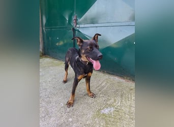 MONTY - der temperamentvolle und engagierte Rüde träumt von einer aktiven Familie!