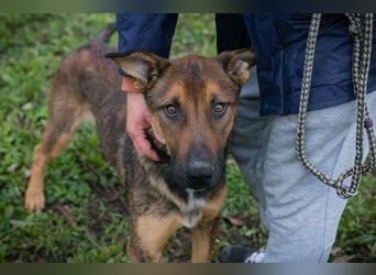 BUDDY - lernen, spielen, knuddeln, wer schenkt mir ein tolles Hundeleben?