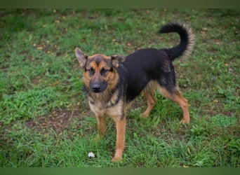 JÖRDI - die neugierige, muntere und aktive Hündin träumt von einem tollen Zuhause