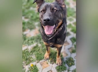 MONTY ist ein lebensfroher, temperamentvoller und aktiver Schäferhund (Mix)