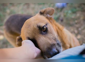 KÄSTNER - wer zeigt dem tollen Kerl wie schön ein Hundeleben sein kann?