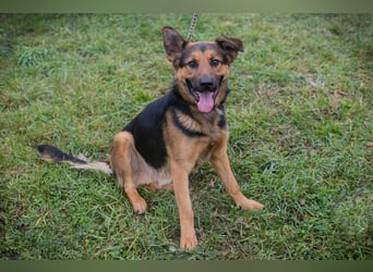 Chip-Nr. 265911 - ich freue mich darauf, mit meinen Menschen die Welt zu entdecken!