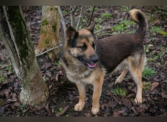 Chip-Nr. 263916 - der menschenbezogene und aktive Rüde sucht eine hundeerfahrene Familie!