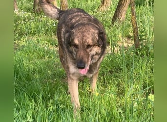 JUNI - lieber und vorsichtiger Herdenschutzhund-Schäferhund Mix - sanfter Riese sucht Zuhause