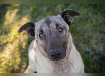 AMELIE - ich freue mich auf ein tolles Leben in meinem Für-Immer Zuhause