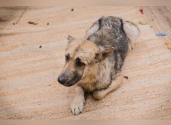 IRIS - wer schenkt mir sein Herz und zeigt mir, wie schön ein Hundeleben sein kann?