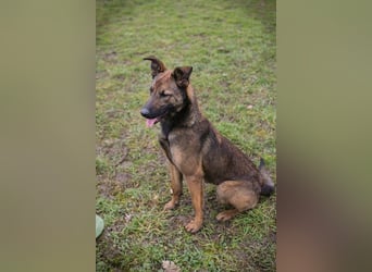 STELLA - Abenteuerlust, Spielfreude, Menschenliebe + eine ganze Menge Schönheit bringt die Maus mit!