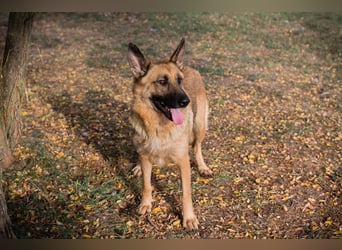 FENTE - die aktive Hündin freut sich auf tolle Abenteuer mit einer unternehmungslustigen Familie