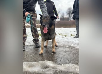 RENA - die intelligente und sanftmütige Hündin träumt von einem liebevollen Für-Immer Zuhause