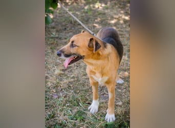 KÄSTNER - wer zeigt dem tollen Kerl wie schön ein Hundeleben sein kann?