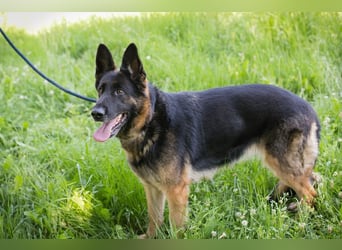 LIZZY - diese bildhübsche Schäfi-Dame sucht ein hundeerfahrenes Zuhause!