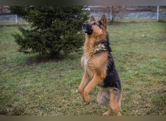 Chip-Nr. 256114 - Ich freue mich darauf, mit meinen Menschen die Welt zu entdecken!