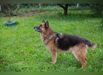 LOIC - der freundliche Balljunkie sucht eine unternehmungslustige Familie