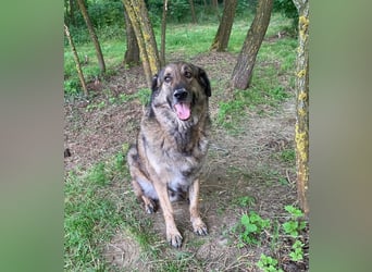 JUNI - lieber und vorsichtiger Herdenschutzhund-Schäferhund Mix - sanfter Riese sucht Zuhause