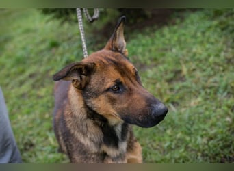 BUDDY - lernen, spielen, knuddeln, wer schenkt mir ein tolles Hundeleben?