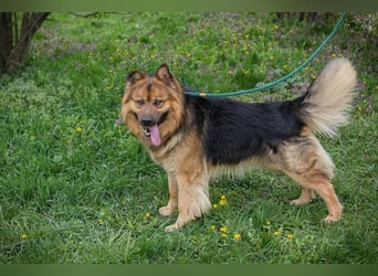 Chip-Nr. 256060 - der hübsche, soziale Rüde ist auf der Suche nach einer eigenen Familie