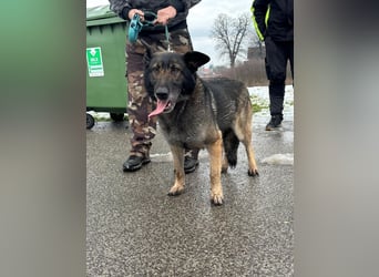 RENA - die intelligente und sanftmütige Hündin träumt von einem liebevollen Für-Immer Zuhause