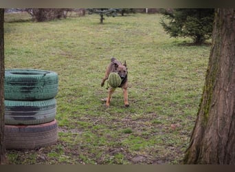 STELLA - Abenteuerlust, Spielfreude, Menschenliebe + eine ganze Menge Schönheit bringt die Maus mit!