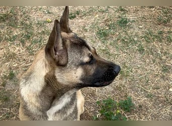 NINJO - der freundliche und fröhliche Jungspund sucht sein eigenes Körbchen!