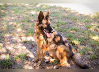 KESSY - die liebe, freundliche Hundedame sucht ein tolles Zuhause!