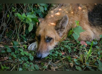 SELINA - wer zeigt der lieben Hündin, wie ein schönes Hundeleben aussieht?