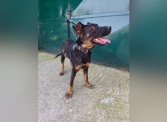 MONTY - der temperamentvolle und engagierte Rüde träumt von einer aktiven Familie!