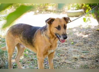 KÄSTNER - wer zeigt dem tollen Kerl wie schön ein Hundeleben sein kann?