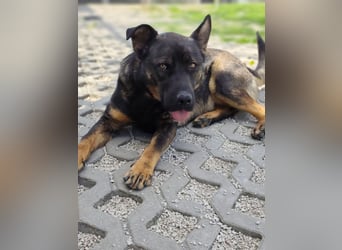 MONTY - der temperamentvolle und engagierte Rüde träumt von einer aktiven Familie!