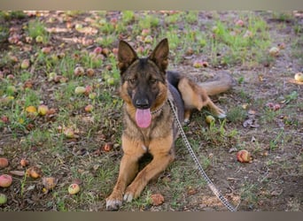 KESSY - die liebe, freundliche Hundedame sucht ein tolles Zuhause!