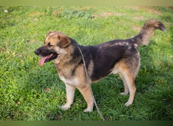 TERO - der aufgeschlossene, neugierige Rüde wünscht sich sehnlichst eine Familie