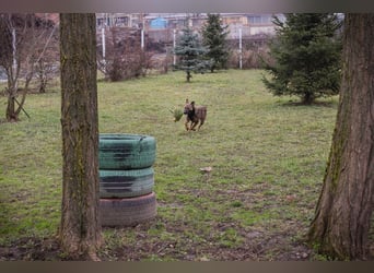 STELLA - Abenteuerlust, Spielfreude, Menschenliebe + eine ganze Menge Schönheit bringt die Maus mit!