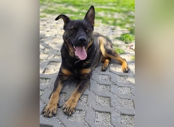MONTY ist ein lebensfroher, temperamentvoller und aktiver Schäferhund (Mix)
