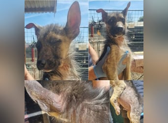 Welpe Chip-Nr. 257991 - wer schenkt dem kleinen Racker ein liebevolles Für-Immer Zuhause?