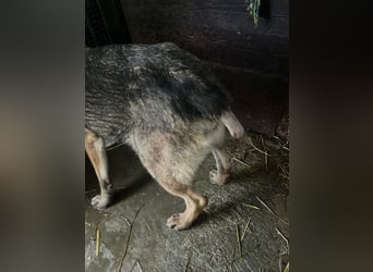 RENA - die intelligente und sanftmütige Hündin träumt von einem liebevollen Für-Immer Zuhause