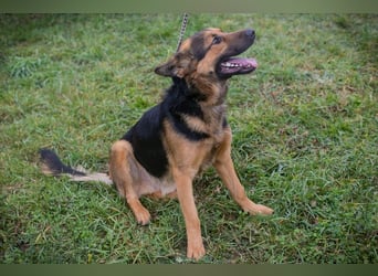 Chip-Nr. 265911 - ich freue mich darauf, mit meinen Menschen die Welt zu entdecken!