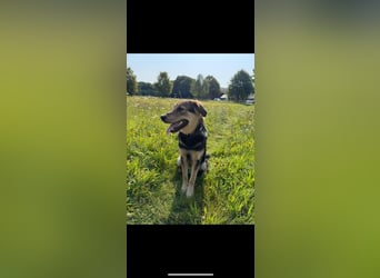 MOJO - der liebevolle, offene Junghund sucht ein hundeerfahrenes Für-Immer Zuhause MOJO - der liebevolle, offene Junghund sucht ein hundeerfahrenes Für-Immer Zuhause