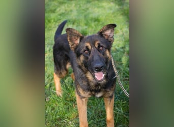 Chip-Nr. 257791 - der aktive und verspielte junge Rüde freut sich auf seine Menschen!