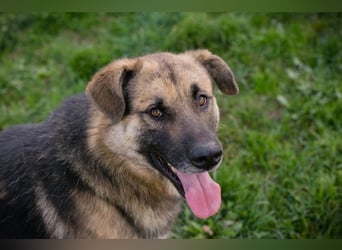 Chip-Nr. 236917 - der aufgeschlossene, neugierige Rüde wünscht sich sehnlichst eine Familie Chip-Nr. 236917 - der aufgeschlossene, neugierige Rüde wünscht sich sehnlichst eine Familie