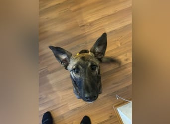 Welpe ZOE - der süße Wirbelwind sucht eine unternehmungslustige, konsequente Familie!