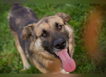 Chip-Nr. 236917 - der aufgeschlossene, neugierige Rüde wünscht sich sehnlichst eine Familie Chip-Nr. 236917 - der aufgeschlossene, neugierige Rüde wünscht sich sehnlichst eine Familie