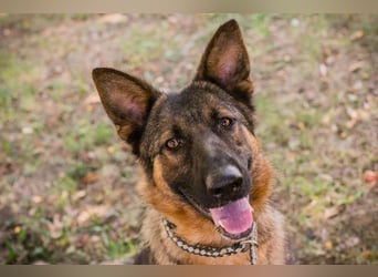 KESSY - die liebe, freundliche Hundedame sucht ein tolles Zuhause!