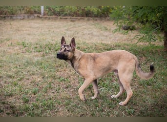 NINJO - der freundliche und fröhliche Jungspund sucht sein eigenes Körbchen!