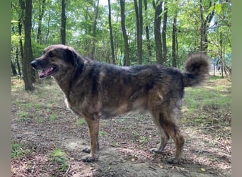 JUNI - lieber und vorsichtiger Herdenschutzhund-Schäferhund Mix - sanfter Riese sucht Zuhause