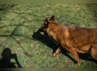 MAJA - ich suche eine liebe Familie, die mir zeigt, wie schön das Leben sein kann