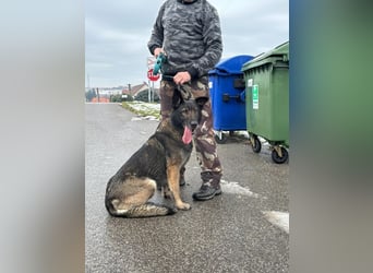 RENA - die intelligente und sanftmütige Hündin träumt von einem liebevollen Für-Immer Zuhause